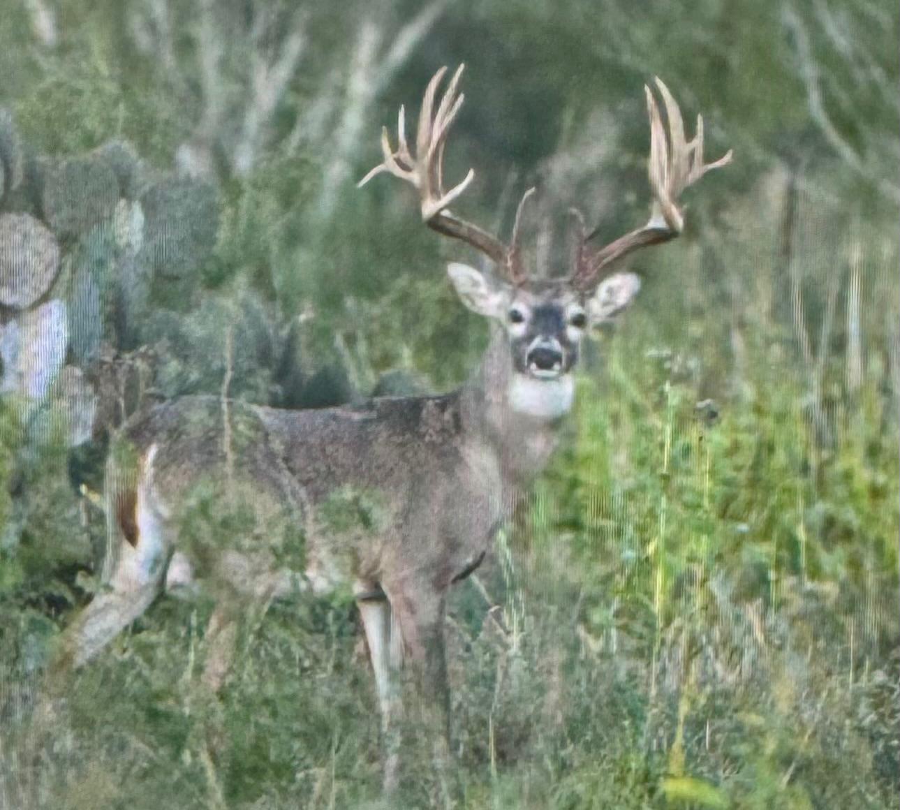 Whitetail deer